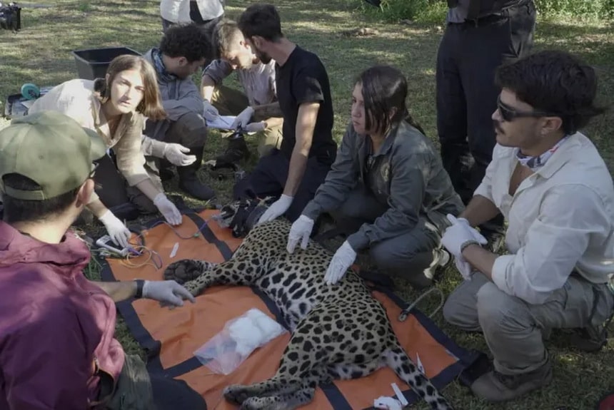 Yaguareté del Iberá llega al Chaco para fortalecer la especie